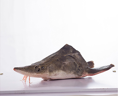 鱘魚頭